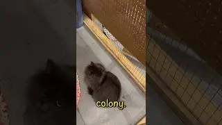 Глупый Смоки-Джо 🥰