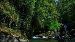 Tropical Rainforest River Ambience - 4K High Quality Audio