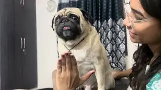 Coco Chatora Ho Gya Ab 😕 | Coco | Pug | Vlog