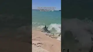 A tiger shark was spotted close to the shore in 📍Monkey Mia, Western Australia 👀🦈 | Video by Ruthy R