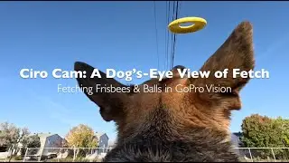 POV Dog Cam 🐾 | Ciro Playing Fetch with a GoPro