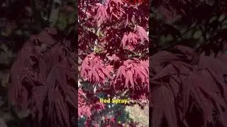 &lsquo;Red Spray&rsquo; Red Japanese Maple! #mrmaple #plant #maples #japanesemaple