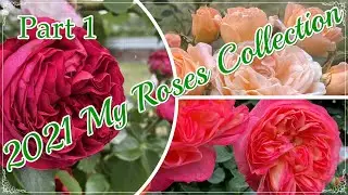 2021 My Rose Collection Part 1/この春咲いたバラを紹介します/我が家のバラコレクション