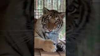 They are just bigger cats🐱