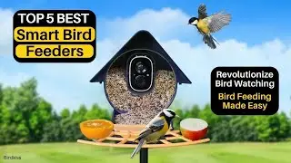 Top 5 Best Smart Bird Feeders [2023] Revolutionize Bird Watching