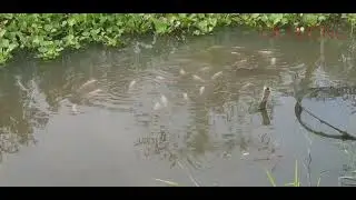 Cá hường nuôi ao
