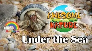 Nature TV | Under the Sea Animals | Learning Nature for Babies and Kids