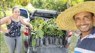 Plantando uma Roça de Cacau do zero (vejo os custos) #sustentabilidade #diamond @TILAPIAMinhaVida