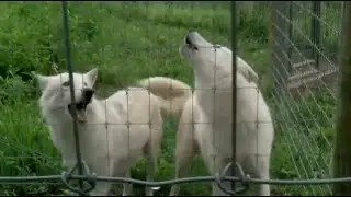 A safe haven for wolves and wolf dogs in Pennsylvania