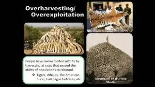 Ecology 5 (Habitat destruction & Overexploitation)