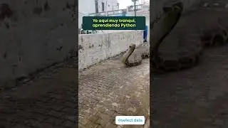 #python #programminglanguage #humor #softwaredeveloper #javascript #pythondeveloper #pythontutorial