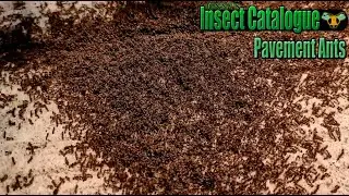Pavement Ants - Checking Back in 1 Hour (Tetramorium immigrans)