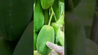 Collecting papaya from tree #farmers #farming #papayafarm #fruittree #fruit #agriculture #papaya