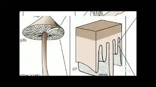 329.My Exptl Lrng Glimpses of a morning walk May 23 @ home town  Fungal world Part 2  Phaeomarasmius