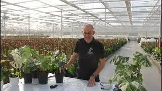 How To Repot Your Plants