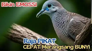 WOW! Pancingan Kutut Hutan Paling Dicari Kicau Mania