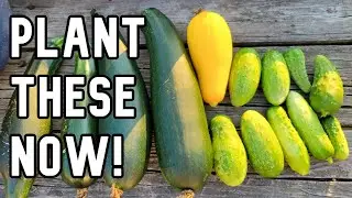 Planting cucumbers and zucchini from seeds