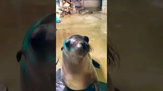 The cutest California sea lion