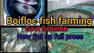 How to Start Boifloc fish farm | Boifloc fish & prawn Farming Odisha | Govt Subsidy Scheme Farm |