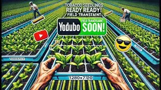 🌱 Tobacco Seedlings Ready for Transplant – Tray Review! 🌿 2025