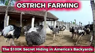 The $100K Secret Hiding in America&rsquo;s Backyards - Ostrich Farming