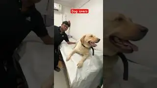 how to check dog fever || dog temperature check || #dog #temperature