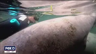 You can swim with manatees in Crystal River, Florida