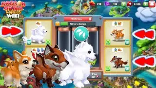 So Adorable baby Dragon (Primal Element) | Dragon Mania Legends