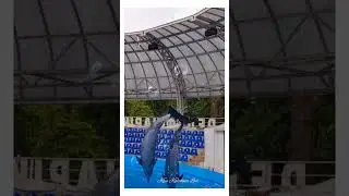 🐬 КРАСАВЦЫ ДЕЛЬФИНЫ ~ ХАРЬКОВСКИЙ ДЕЛЬФИНАРИЙ ~ BEAUTIFUL DOLPHINS ~ KHARKOV DOLPHINARIUM