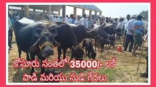క్రోసూరు సంతకి  (08/01/2026)క్రోసూరు సంతకి  ఈరోజు  వచ్చిన చిన్న గేదలు