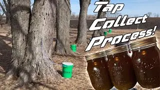 DIY Backyard MAPLE SYRUP! | Start to Finish