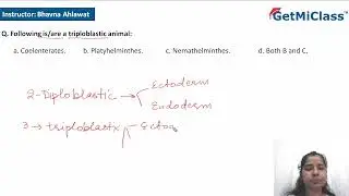 Triploblastic animal