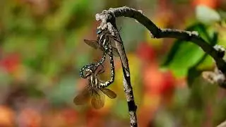 Common Hawker Starr libelle Коромысло голубое &aelig;schne des joncs Venglazenmaker Torf-Mosaikjungfer