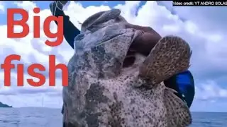 Most biggest fish in the ocean,1000