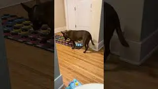 My dog Stella tells me she's mad 😡