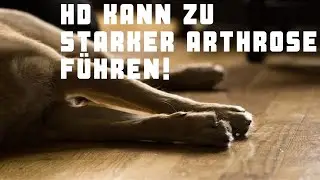 H&uuml;ftgelenksdysplasie beim Hund - das wei&szlig; kaum ein Hundebesitzer! | HD beim Hund | Dog-Naturals