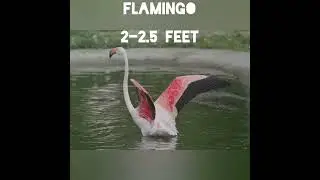 Top 10 long neck animals in the world