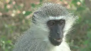 Toras HaSafari: Torah Evolution; Kruger National Park - Journey to South Africa