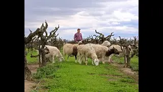 Sheep Grazing in Lodi Vineyards