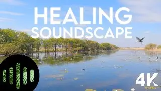 Healing Nature Sounds | The Kimberley Australia Parry Lagoons Birdsong | 4K Nature Soundscape