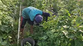 CUCUMBER HARVESTING HACK: PICKING CUCUMBERS WITHOUT GLOVES - Agriculture Gardening