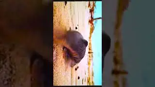 #fish #running #lungs #sunnight #sunnightmusic #sn2sg #animals #life #wild #survive #sunnightpop #yt