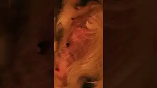 Pregnant Dog - Just a few hours before giving birth