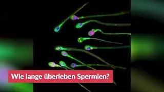 Wie lange &uuml;berleben Spermien?