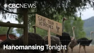 B.C. ostrich farm loses appeal to save birds from cull issued by CFIA | Hanomansing Tonight