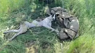 Paralyzed Dog Gasping for Help, Never Knowing Love in His Life