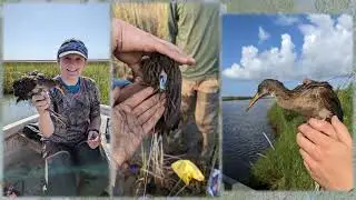 Secretive Marshbird Trends Across the Deltaic Plain of Louisiana