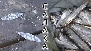 ЛОВЛЯ салаки НА САМОДУР 🎣 АЗБУКА ЛОВЛИ БАЛТИЙСКОЙ САЛАКИ 🎣