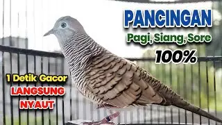 Perkutut Lokal Gacor Langsung Bunyi 💯 Suara Pancingan Irama Lokal