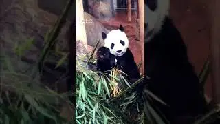 Giant Panda LeLe @ The Memphis Zoo #Memphis #LeLe #Panda #PandaBear #NationalPandaDay